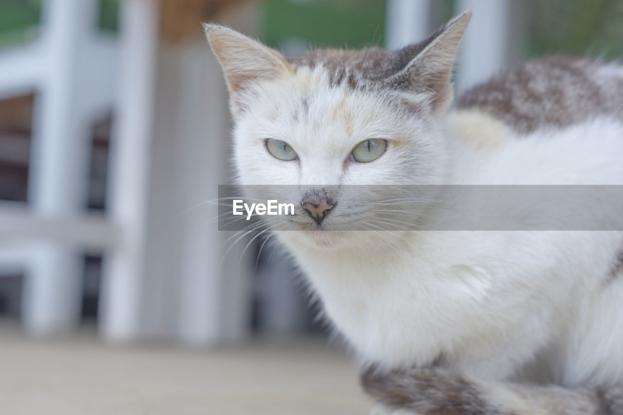 CLOSE-UP PORTRAIT OF A WHITE CAT