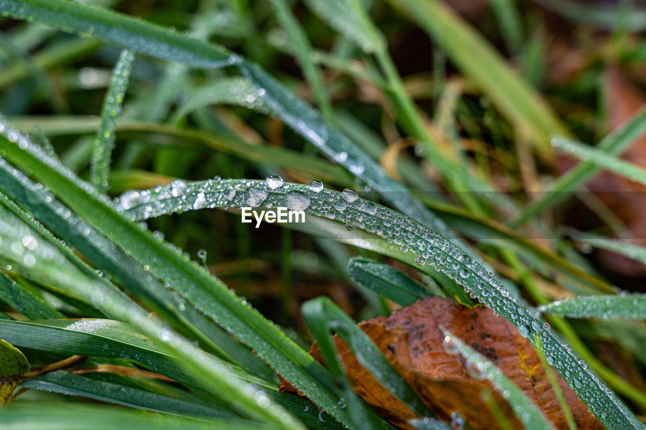 grass, plant, water, wet, drop, nature, green, close-up, animal themes, rain, leaf, no people, plant part, animal, macro photography, animal wildlife, flower, moisture, growth, environment, beauty in nature, dew, outdoors, wildlife, lawn, day, one animal, blade of grass, land, monsoon