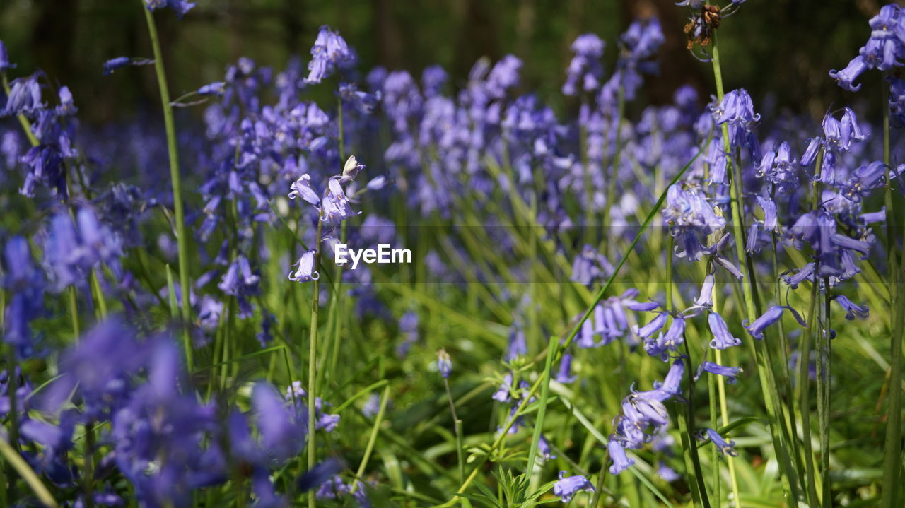 Close-up of lavender flowers blooming on field