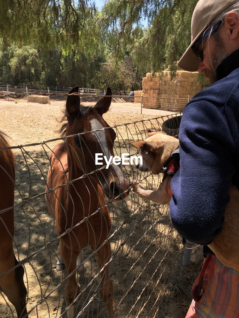 Man holding dog while standing by horses