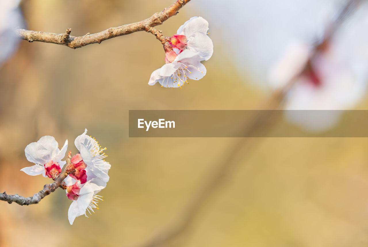 Close-up on plum trees in bloom on a bokeh background in the koishikawa botanical gardens of tokyo.