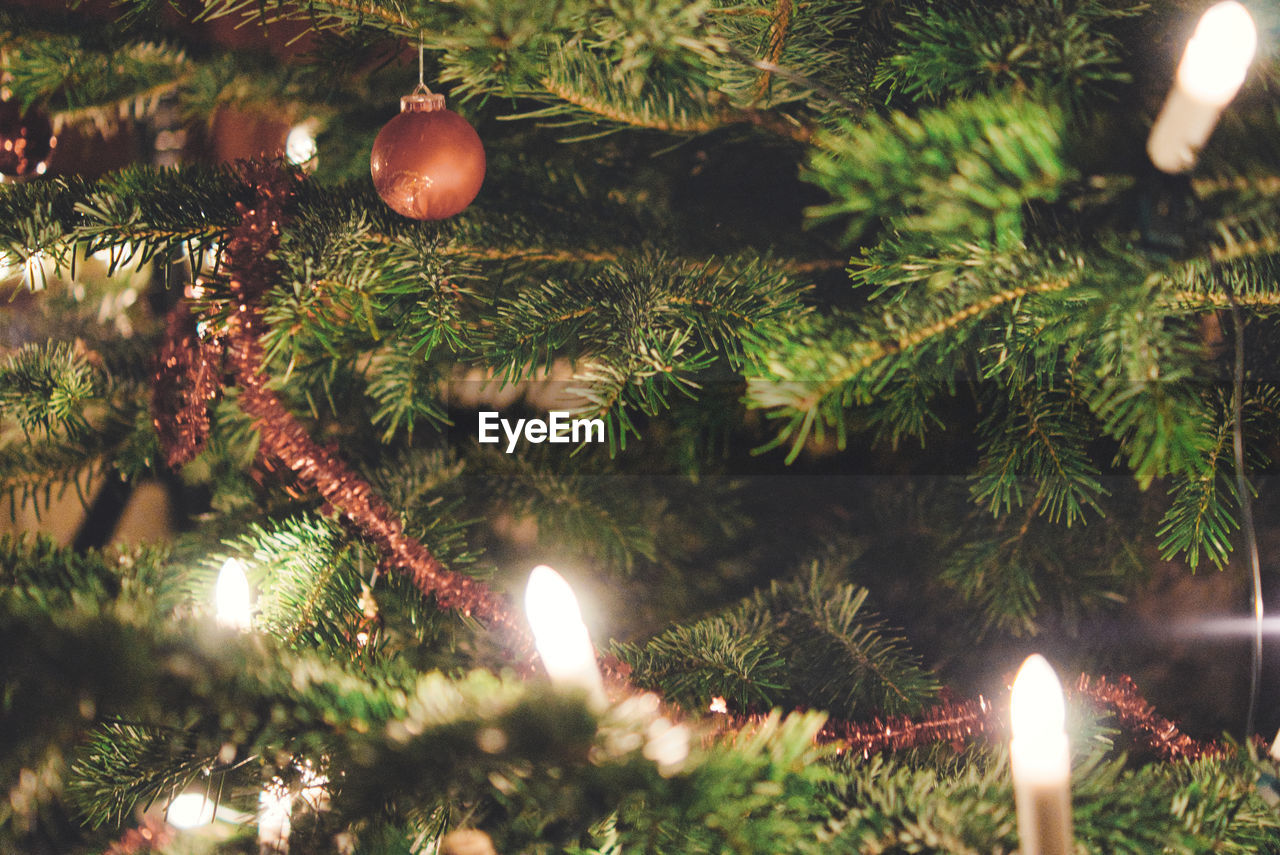 Close-up of illuminated christmas tree