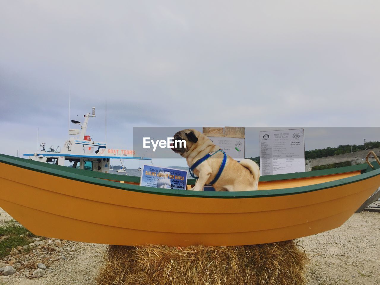 DOG SITTING ON BOAT MOORED AT BEACH