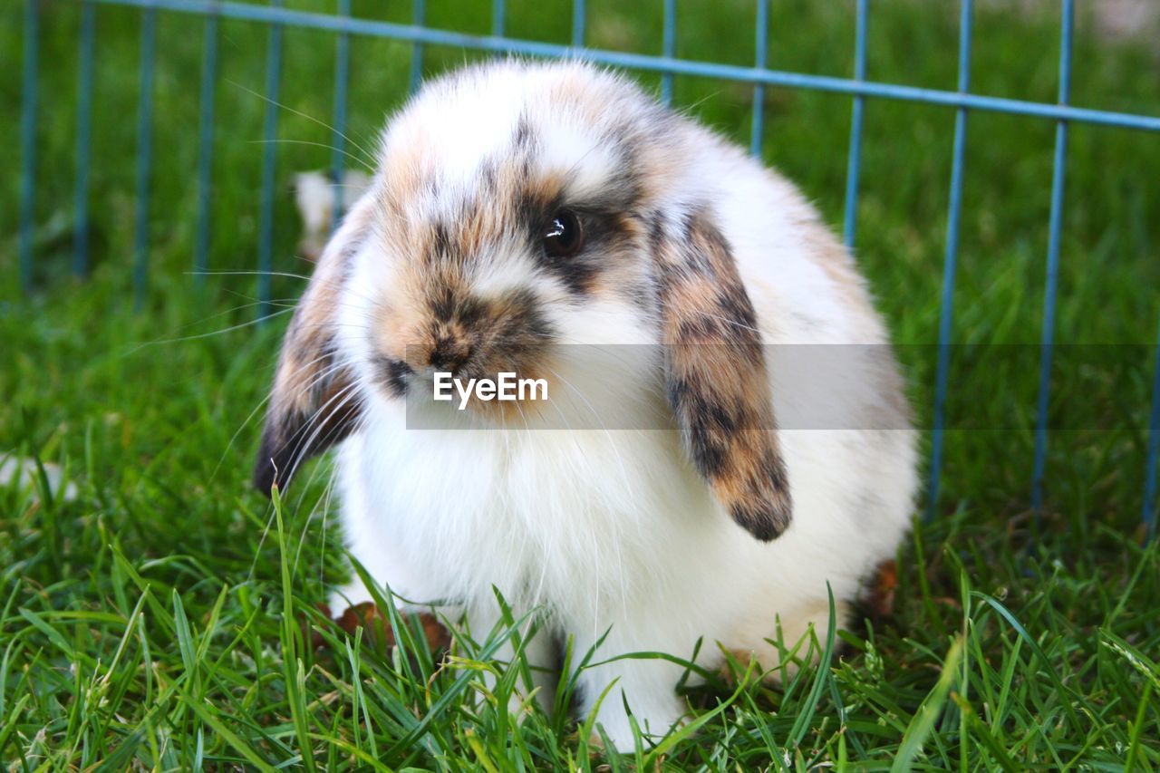 Close-up of rabbit on grass