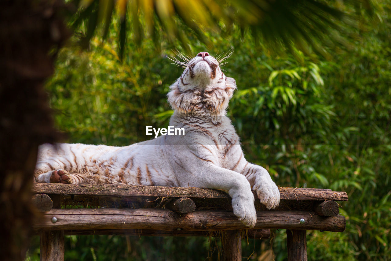 animal, animal themes, mammal, one animal, animal wildlife, nature, tree, relaxation, wildlife, feline, jungle, no people, cat, pet, sitting, plant, zoo, big cat, outdoors, felidae