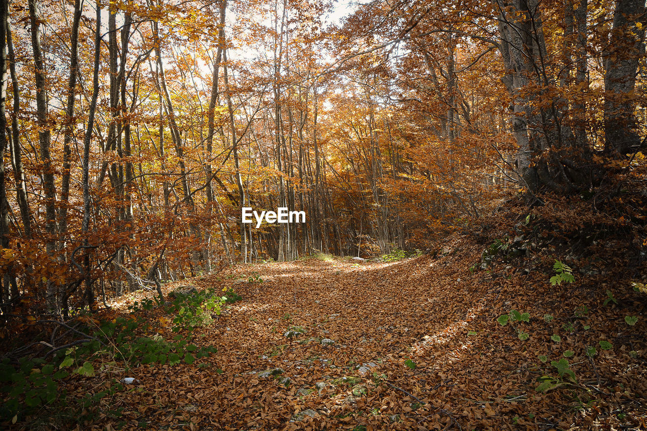 View of trees in forest during autumn