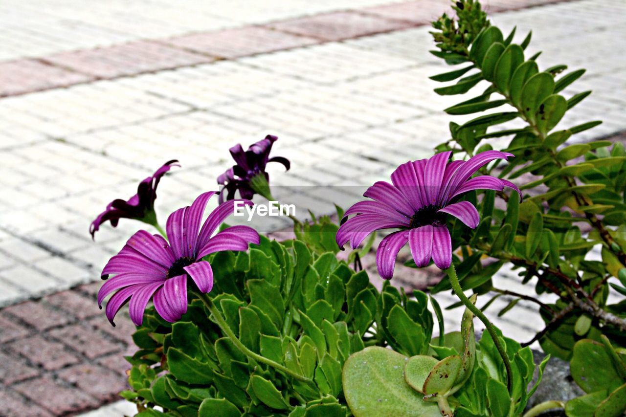 Close-up of pink flowers with leaves