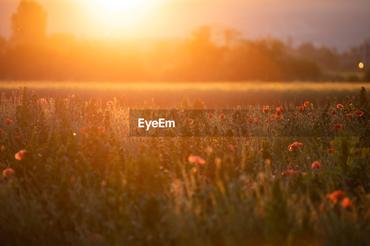 scenic view of sunset