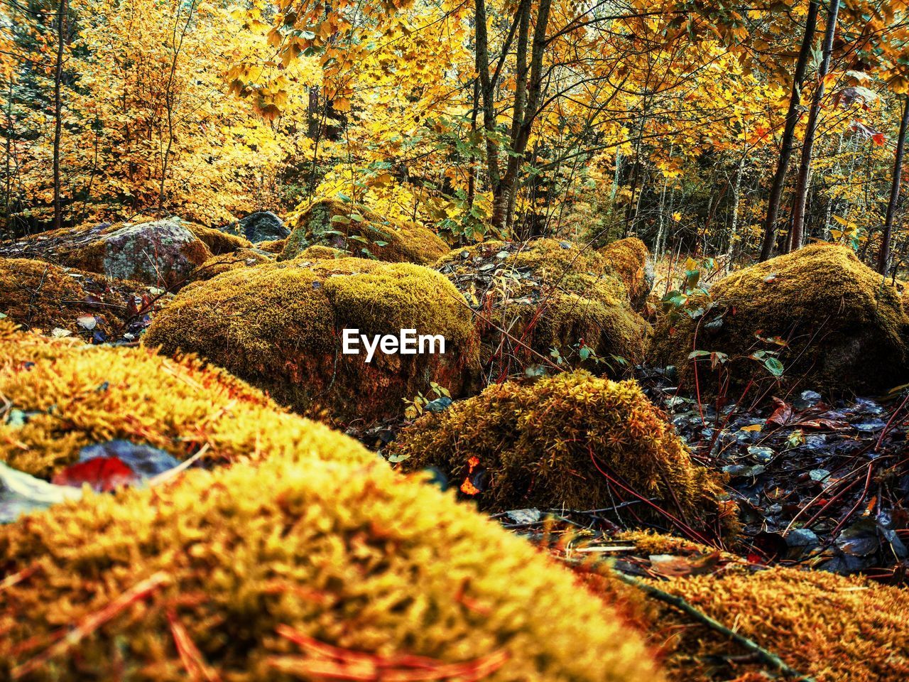 TREES GROWING IN FOREST