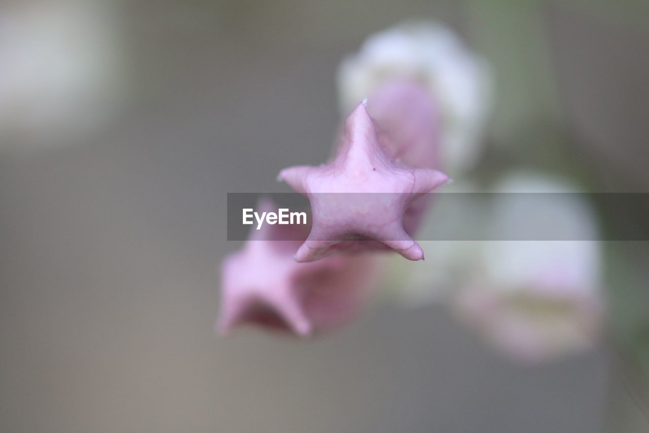 CLOSE UP OF FLOWER HEAD