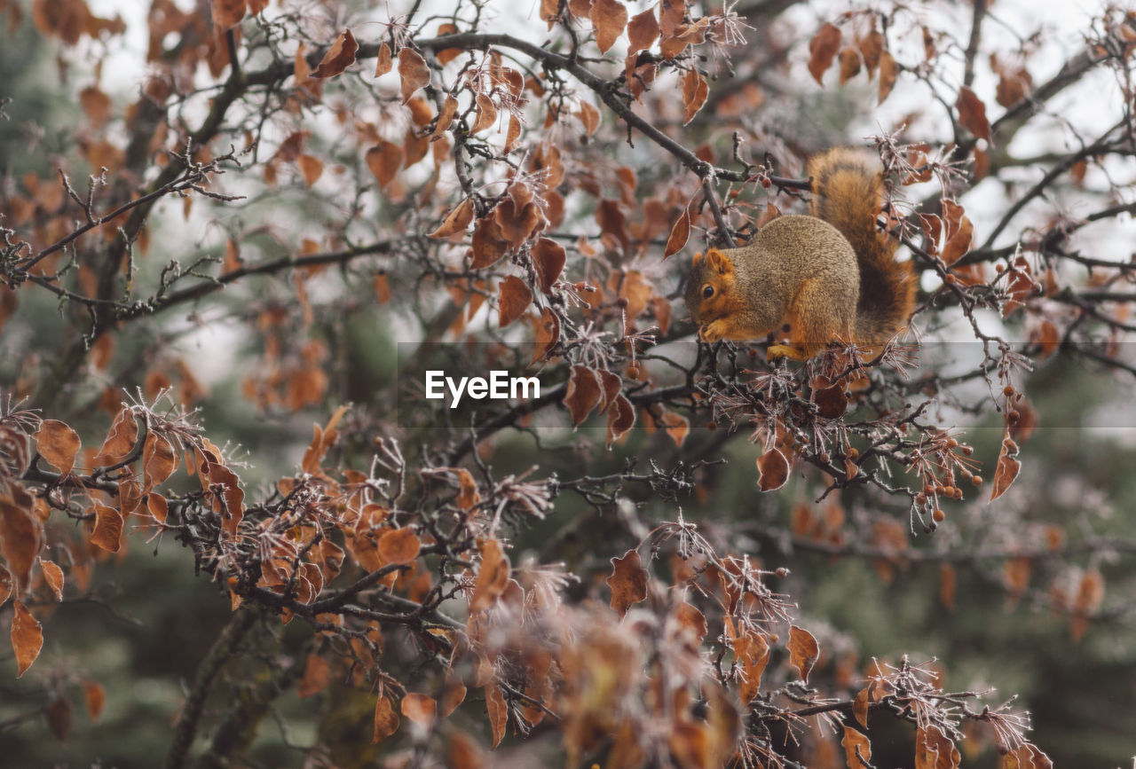 View of a squirrel in a tree