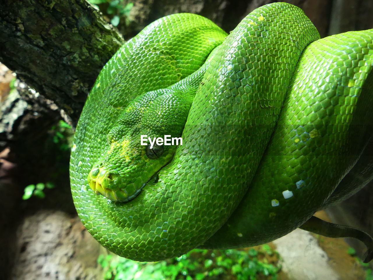 CLOSE-UP OF GREEN LIZARD