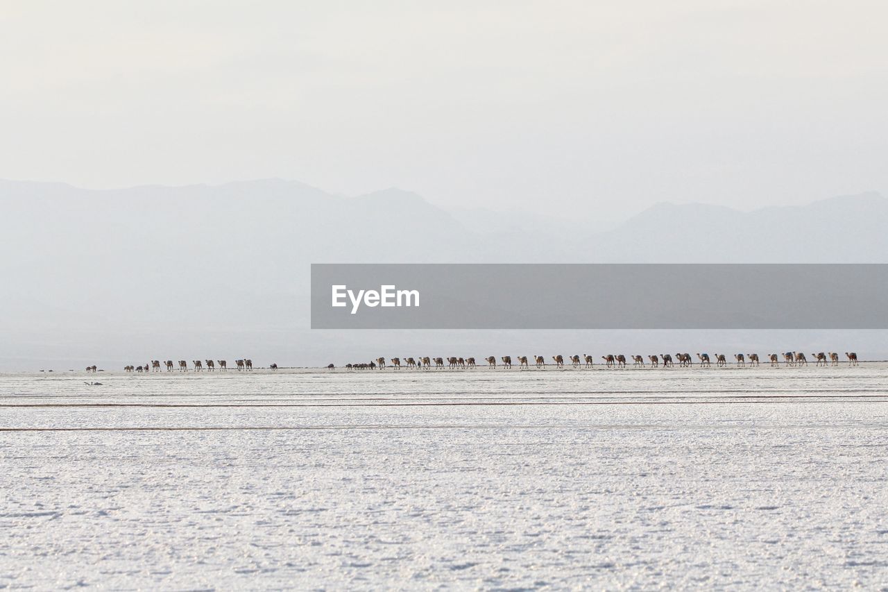 View of camels on land against sky