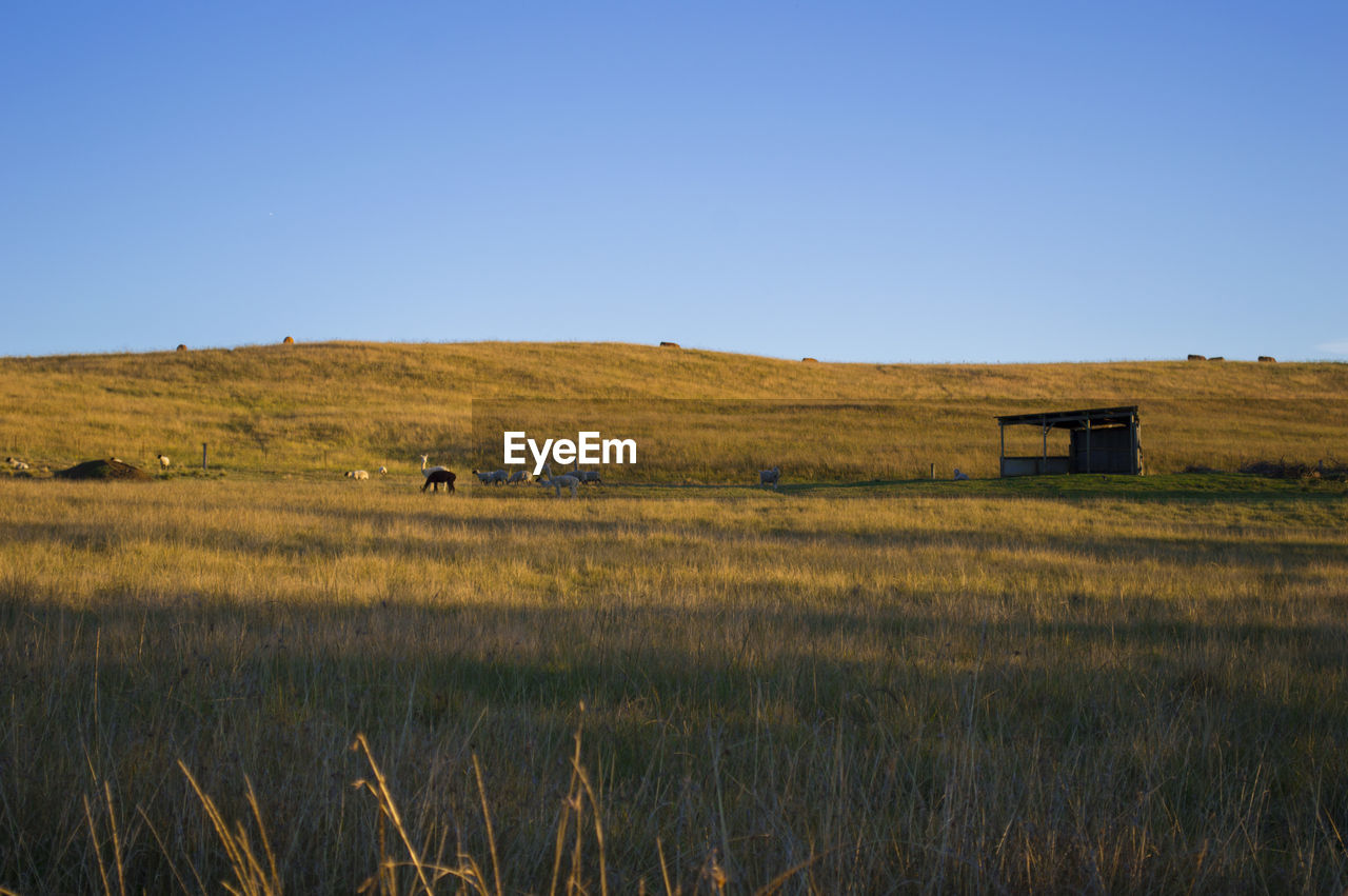 SCENIC VIEW OF GRASSY FIELD AGAINST SKY