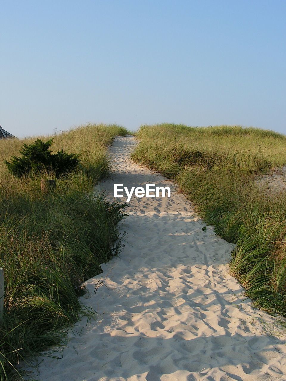 Grass on sand dune against clear blue sky