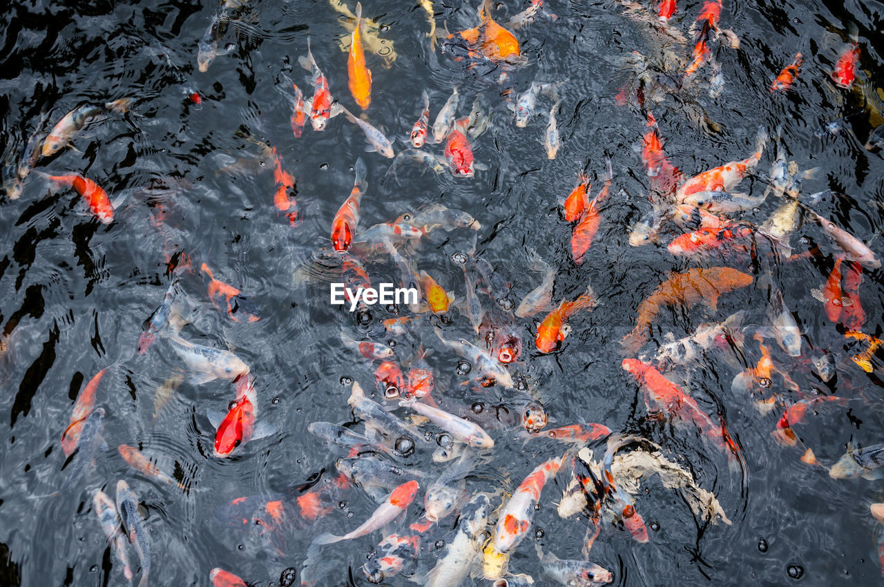 HIGH ANGLE VIEW OF FISHES SWIMMING IN POND