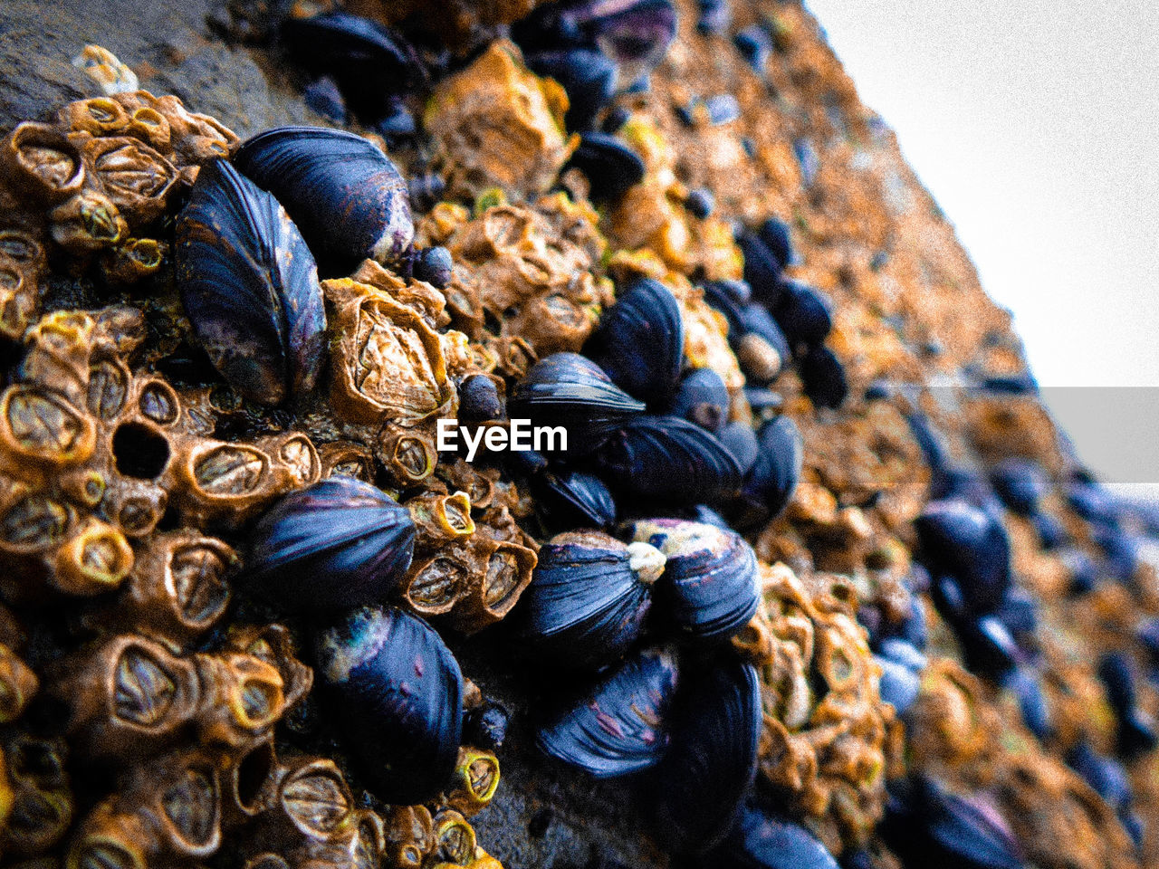 Close-up of fungus growing on rock