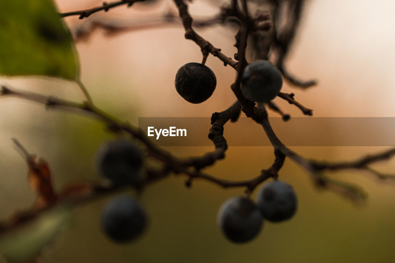 Close-up of blueberries growing on tree