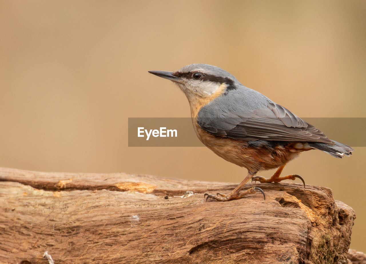 Close-up of bird perching on wood