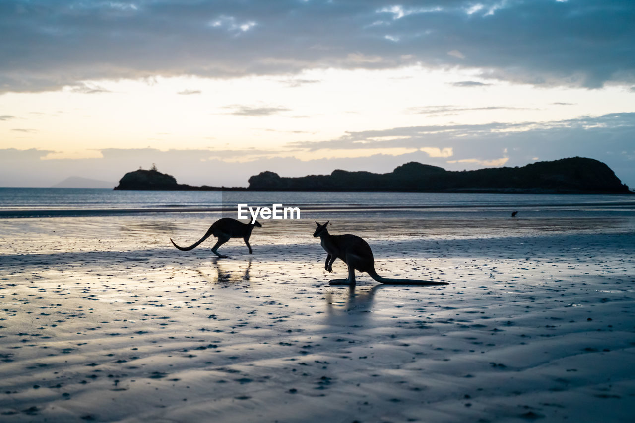 Silhouettes of adorable kangaroos walking on wet sandy beach of waving ocean in picturesque cape hillsborough national park against cloudy sunset sky