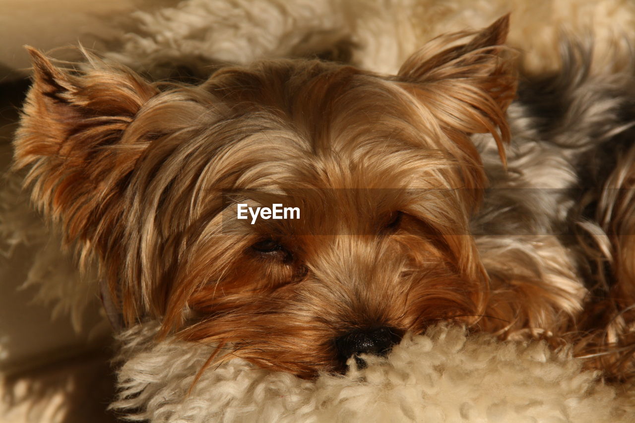 Close-up of puppy at home