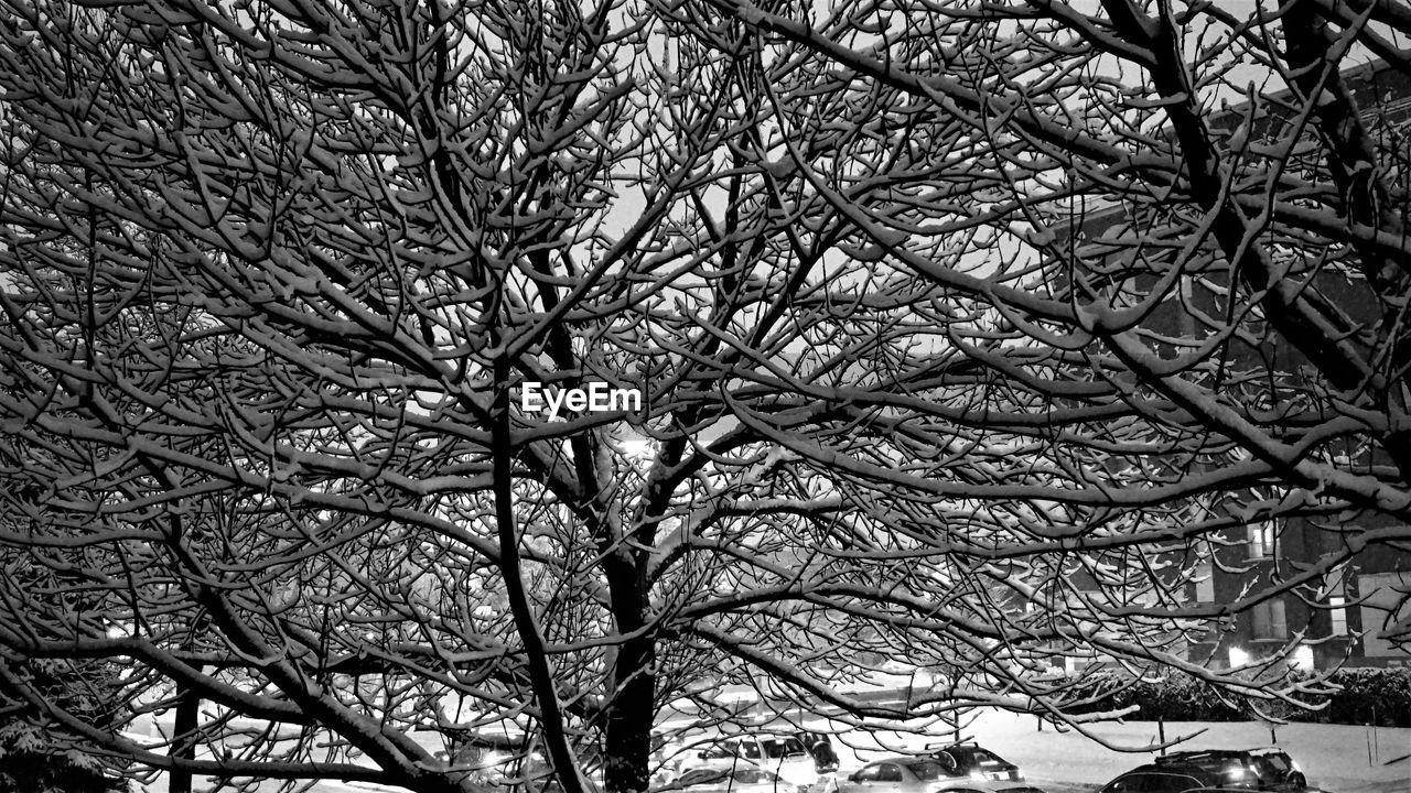 LOW ANGLE VIEW OF BARE TREE IN WINTER