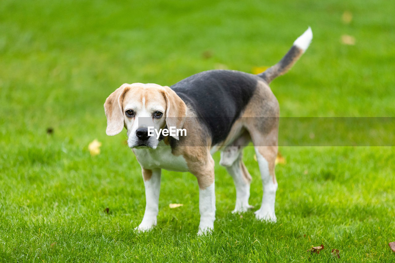 PORTRAIT OF DOG STANDING ON GRASS