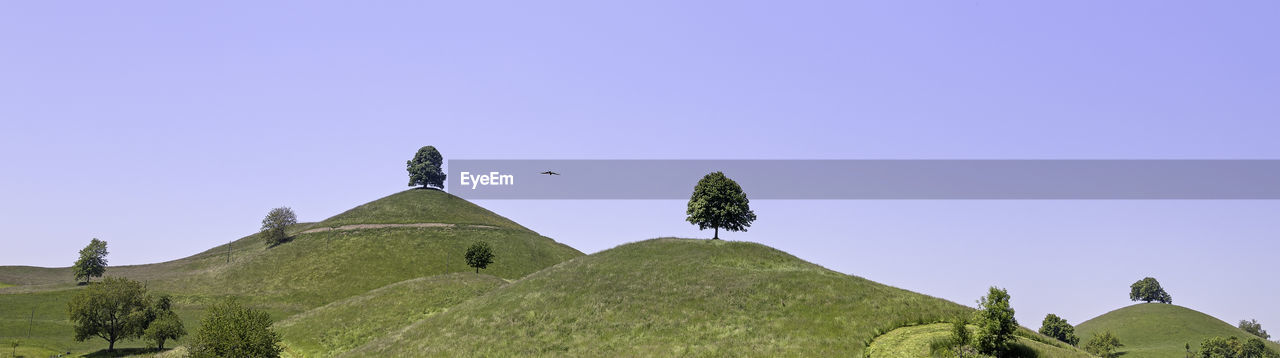 Single trees on a hill and an eagle