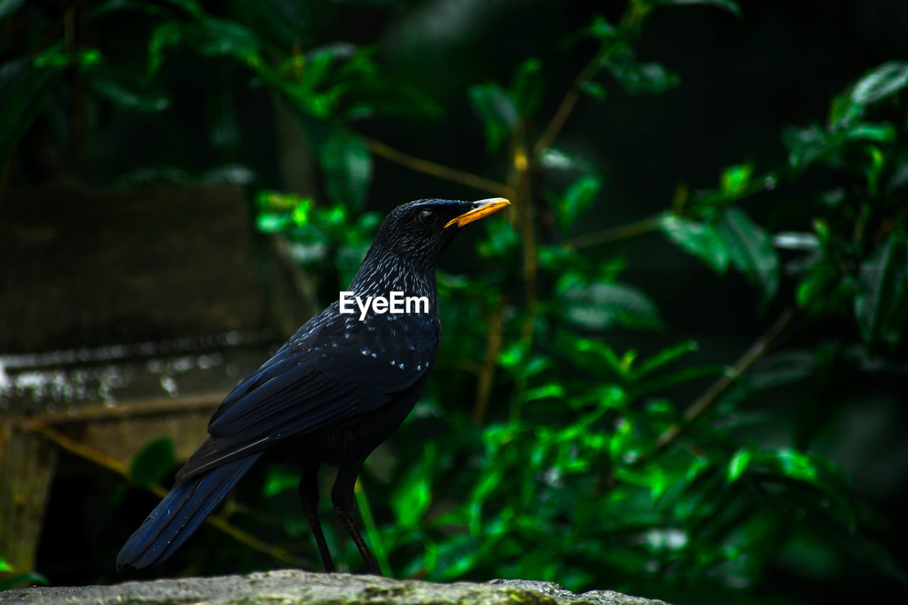 Close-up of bird perching on a plant