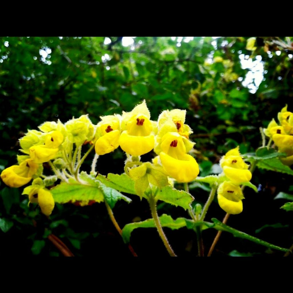 CLOSE-UP OF YELLOW FLOWERS BLOOMING