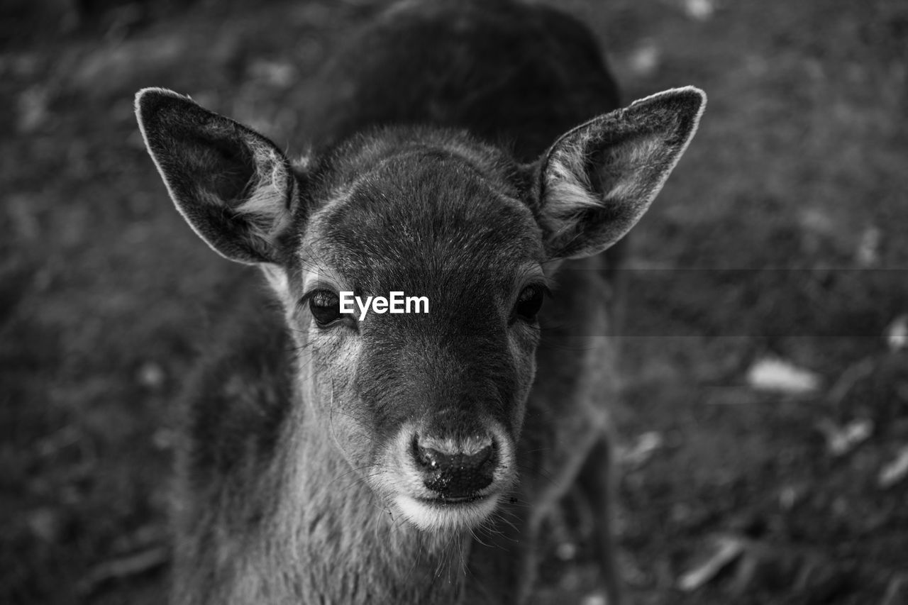 Close-up portrait of deer