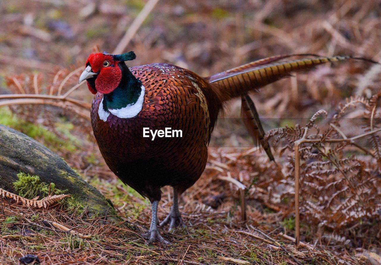 Close-up of pheasant