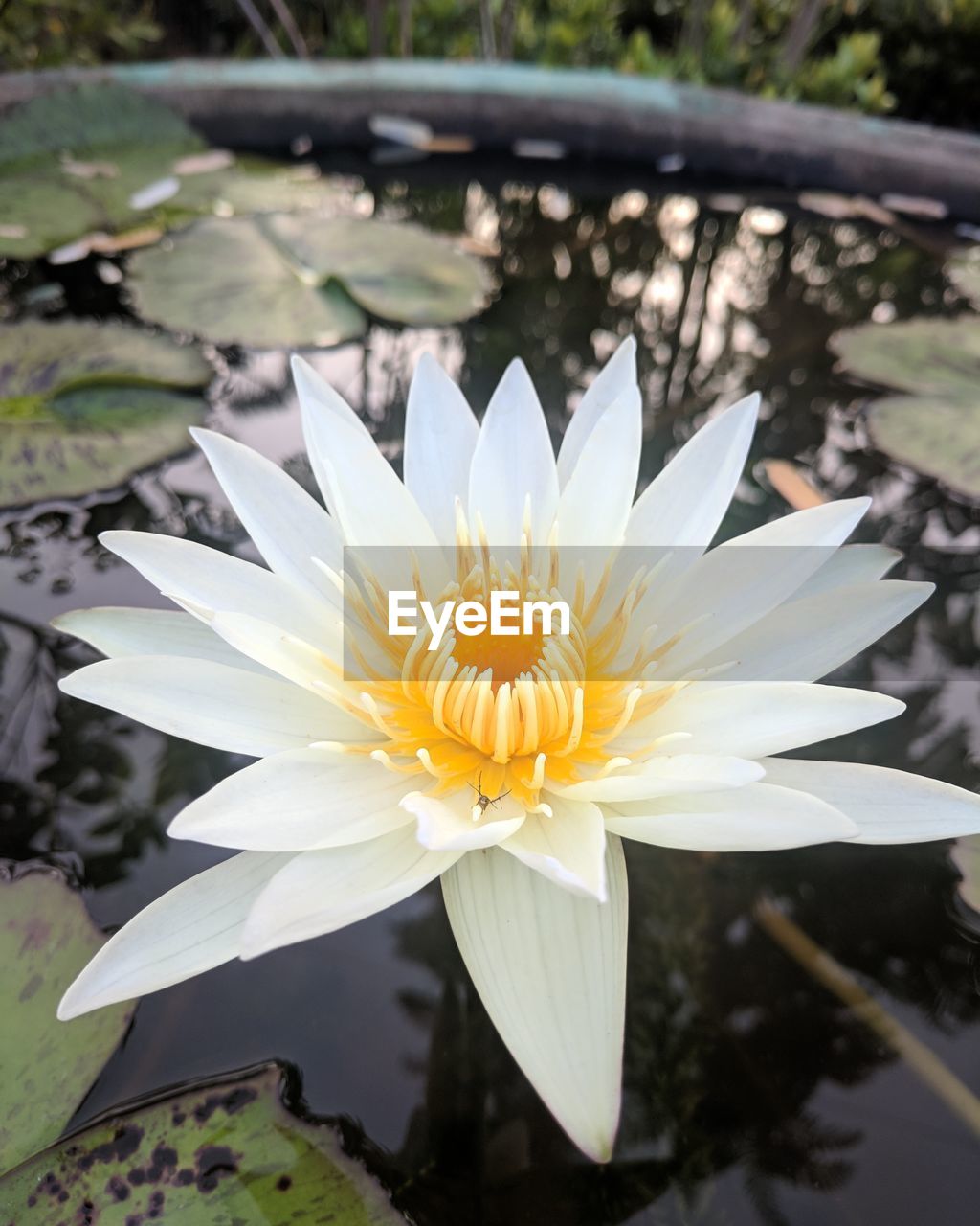 High angle view of lotus water lily growing in pond