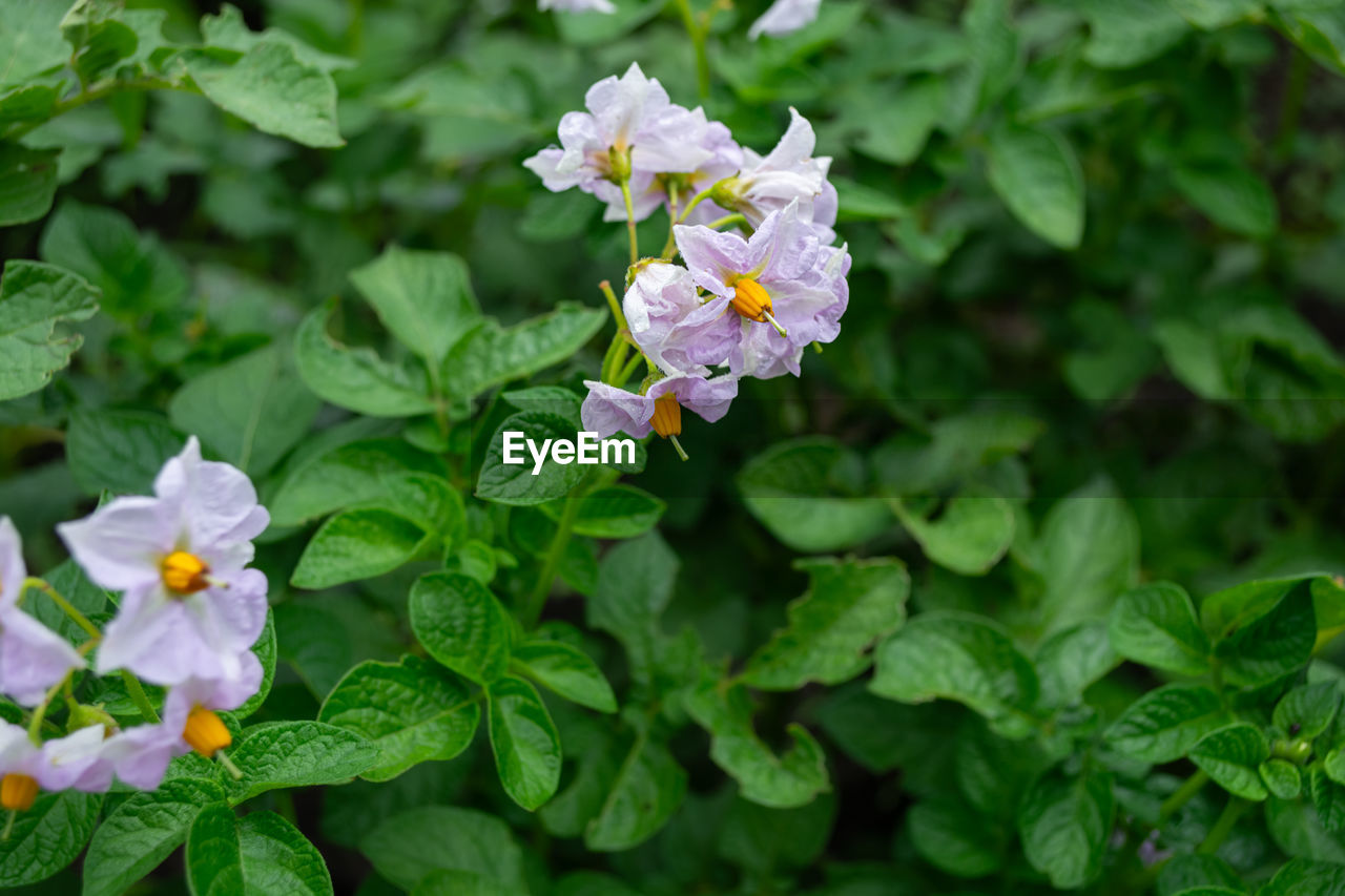 flower, plant, flowering plant, plant part, leaf, beauty in nature, freshness, nature, green, growth, close-up, botany, flower head, fragility, petal, outdoors, summer, day, no people, leaf vegetable, botanical garden, multi colored, inflorescence, wildflower, white, outdoor pursuit, biology, garden, science, animal wildlife, food and drink, vegetable