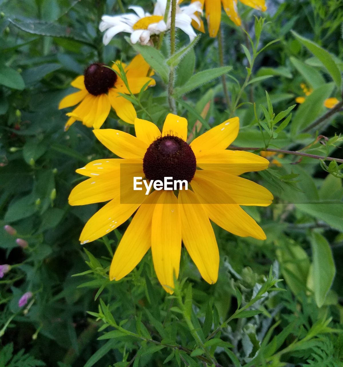 Close-up of yellow flower blooming on field