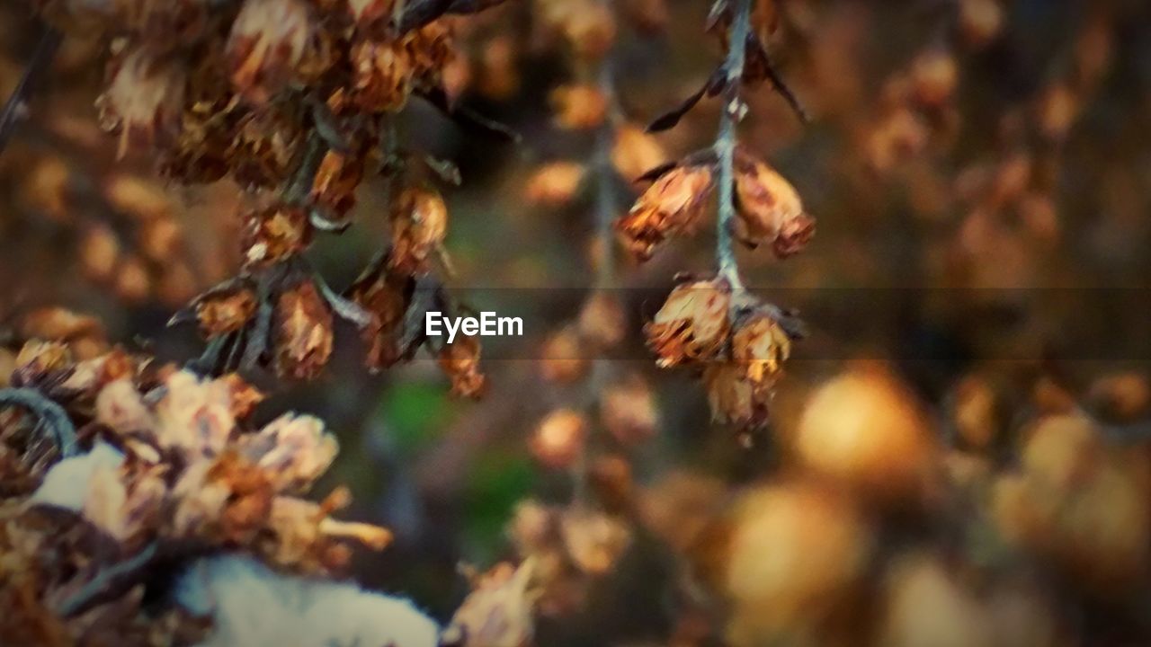 CLOSE-UP OF TREE BRANCH