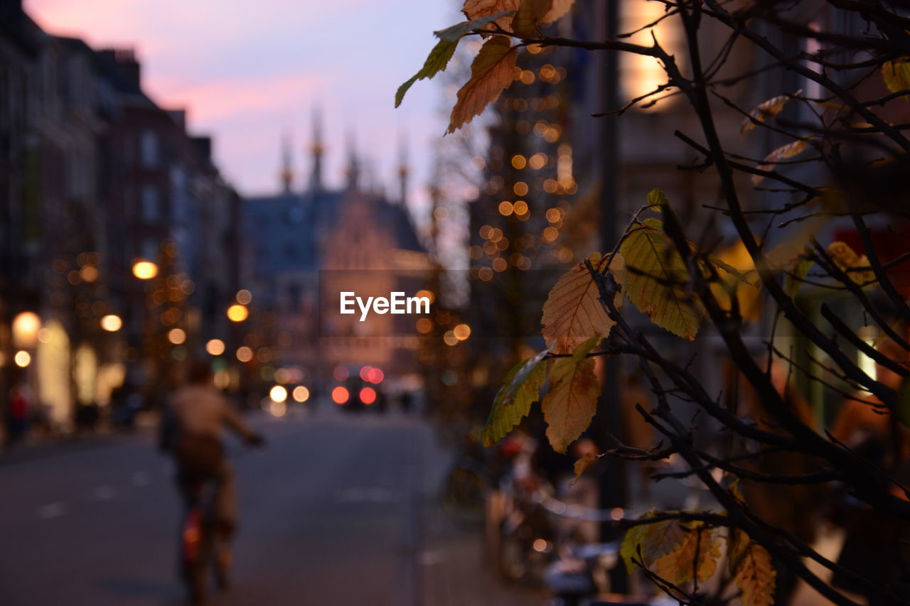 Close-up of plant by road in city at sunset