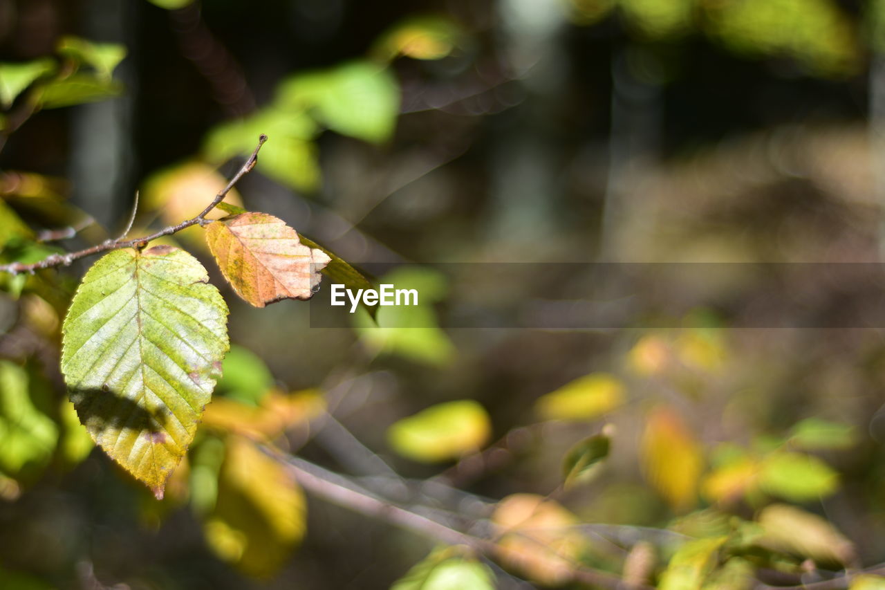 Close-up of leaves on plant during autumn