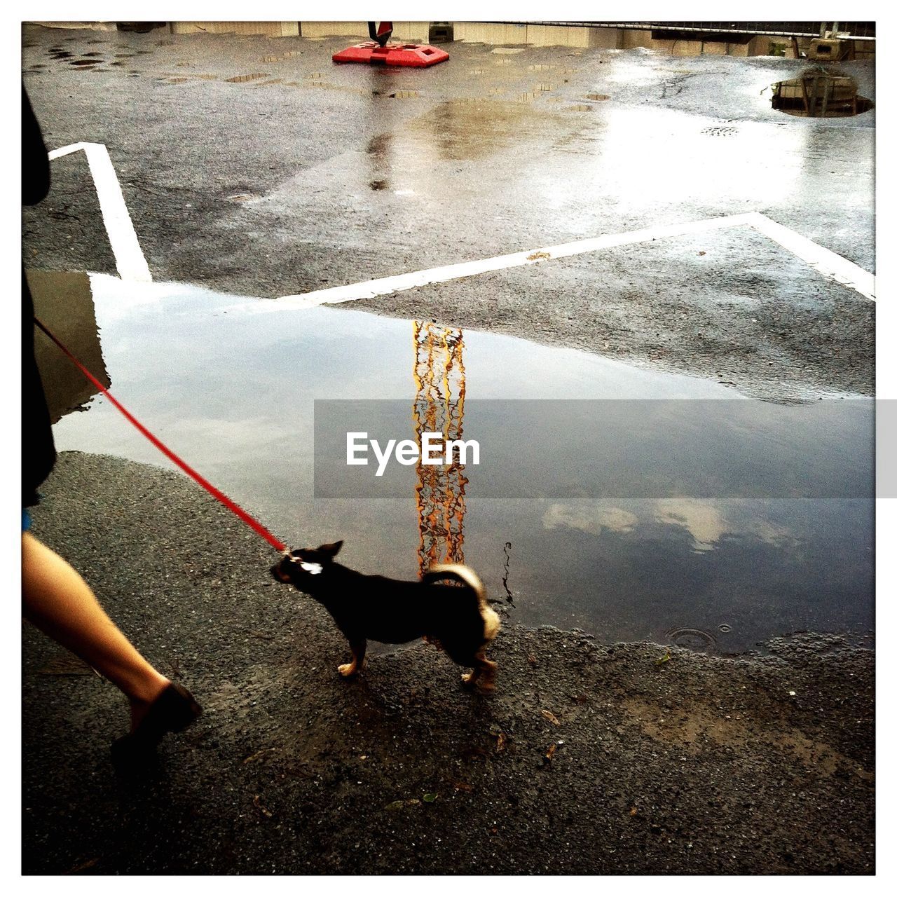 Low section of woman walking with dog on wet street