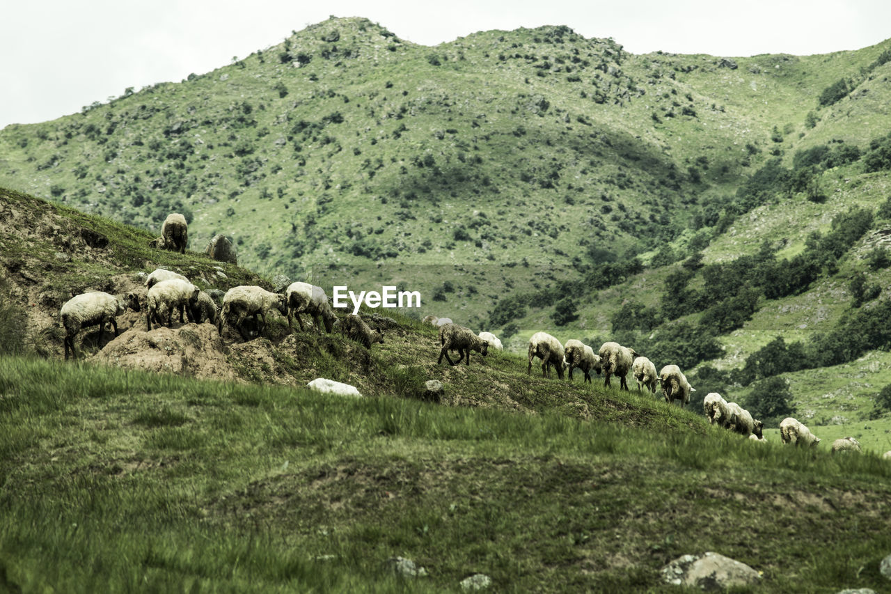 VIEW OF SHEEP GRAZING ON FIELD
