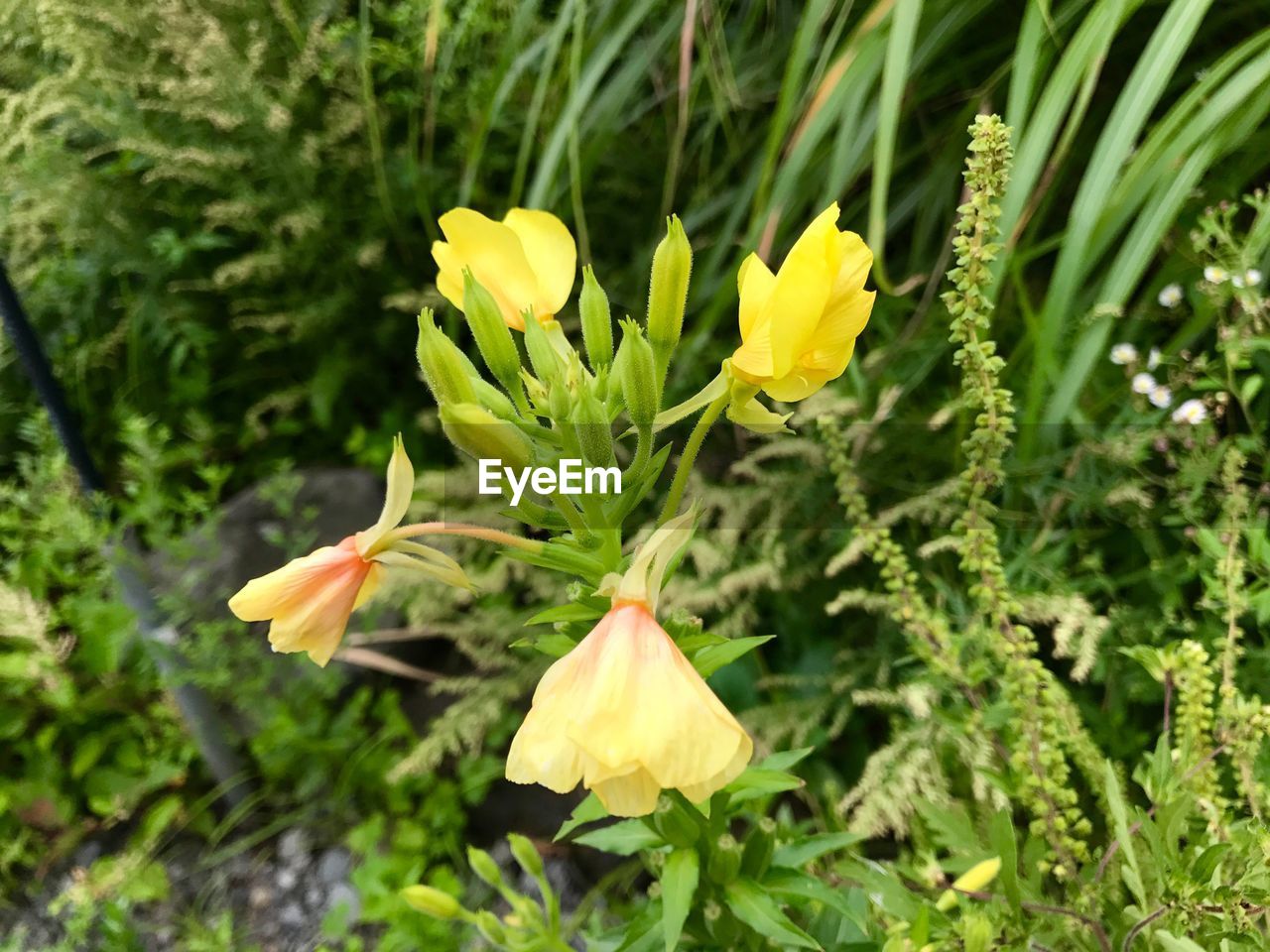 CLOSE-UP OF YELLOW FLOWERS BLOOMING