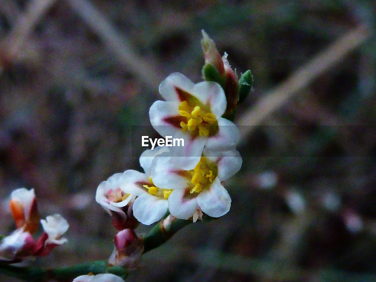 CLOSE-UP OF WHITE FLOWERS BLOOMING OUTDOORS