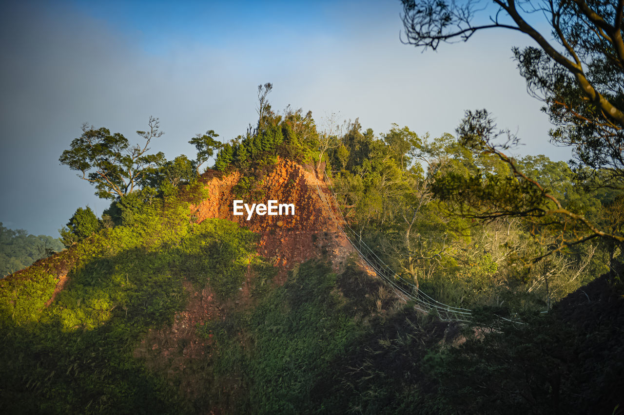 SCENIC VIEW OF FOREST