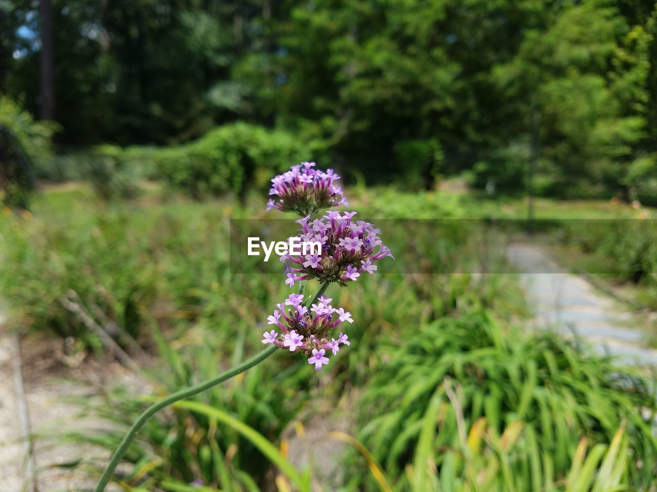 CLOSE-UP OF PURPLE FLOWERS