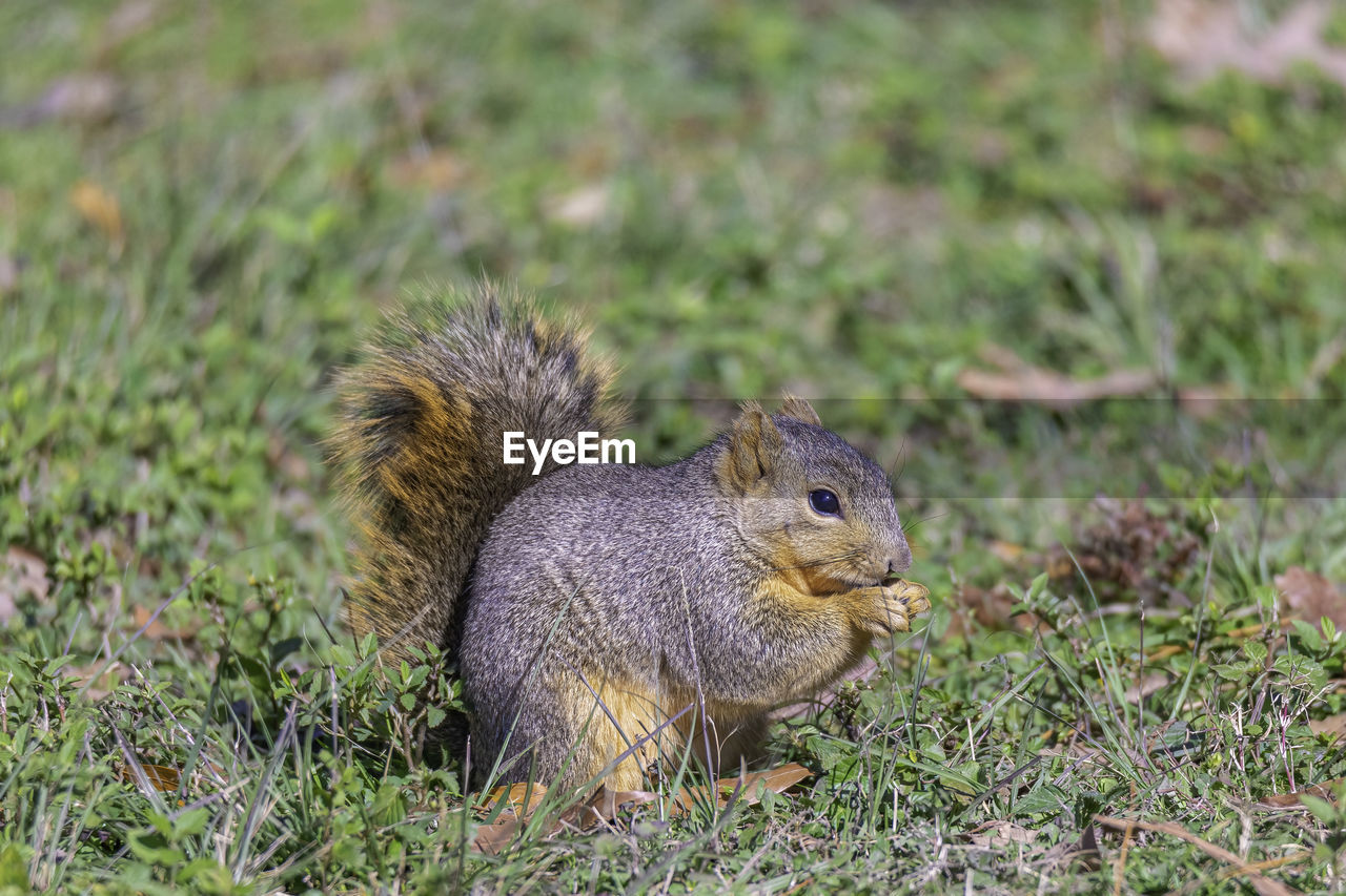 SQUIRREL ON A FIELD