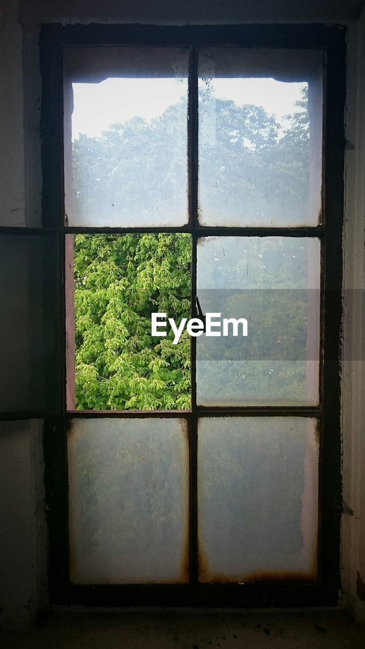 Tree seen through rusty window at home