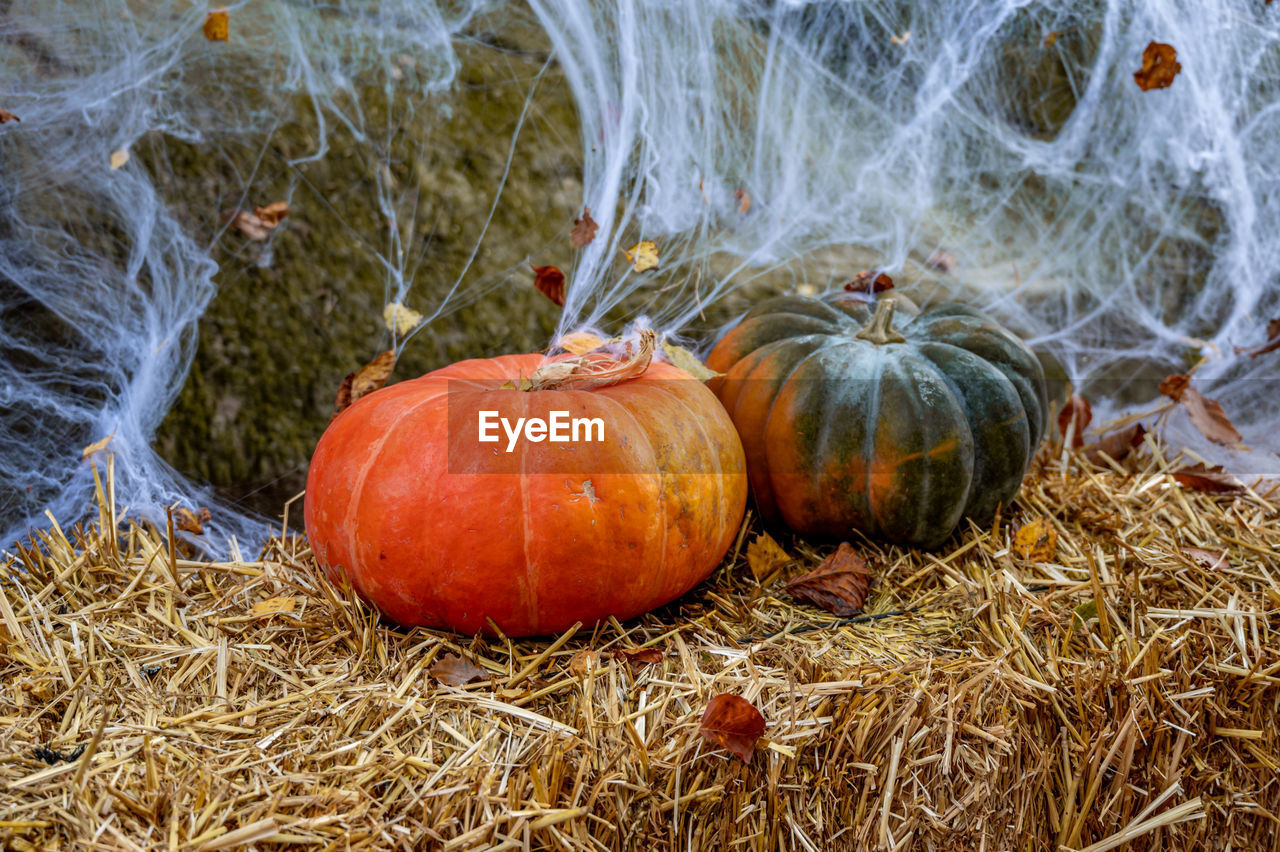 Close-up of pumpkins with spider web.