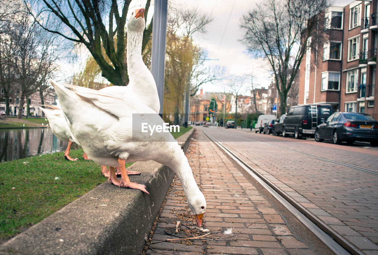 Close-up of white geese by street