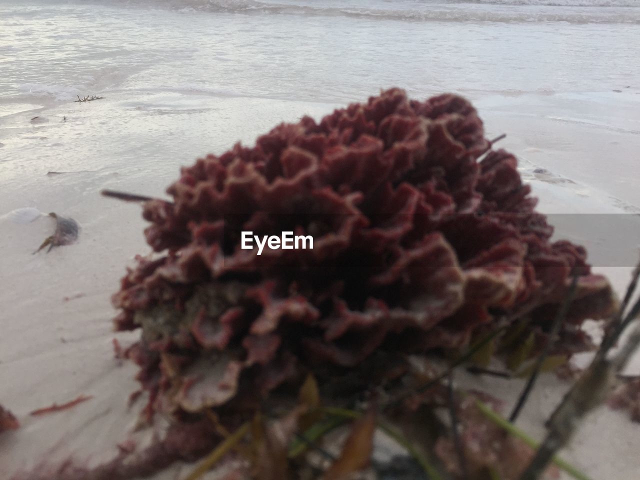 CLOSE-UP OF FLOWERING PLANT ON BEACH