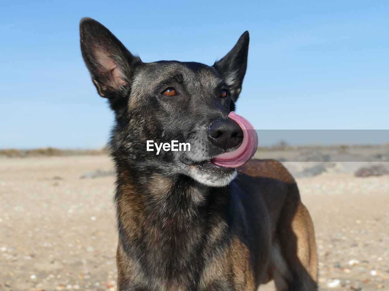 Portrait of a malinois dog on the beach